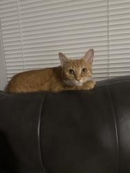 Lost Female Cat last seen Near cobblestone Dr , Columbus, OH 43220