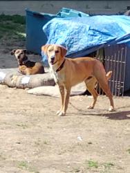 Lost Male Dog last seen Sahoma lake, Sapulpa, OK 74066