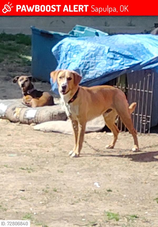 Lost Male Dog last seen Sahoma lake, Sapulpa, OK 74066