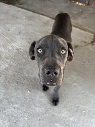 Found/Stray Male Dog last seen H st and white ln, Bakersfield, CA 93304