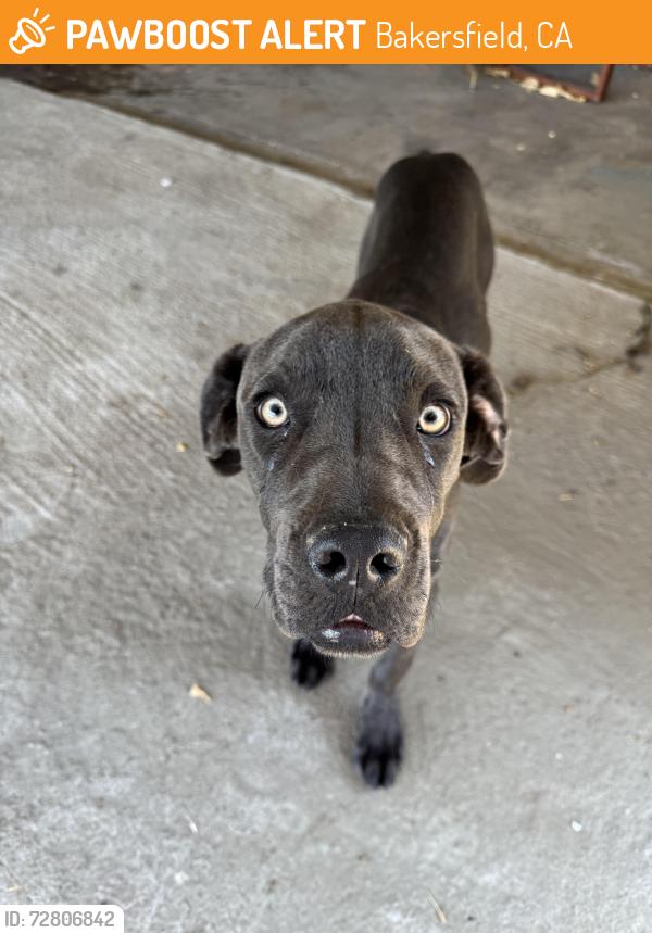 Found/Stray Male Dog last seen H st and white ln, Bakersfield, CA 93304