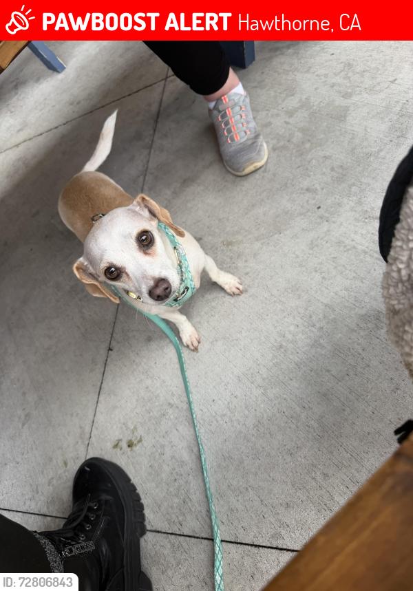 Lost Female Dog last seen Ramona Inglewood, Hawthorne, CA 90250