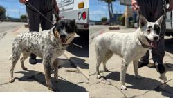 Found/Stray Male Dog last seen Near and Crenshaw, Hawthorne, CA 90250