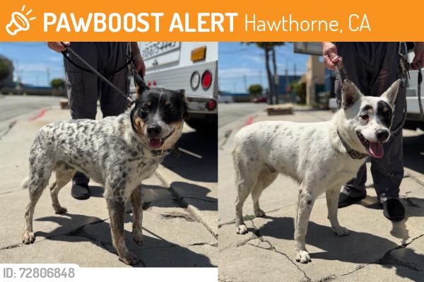 Found/Stray Male Dog last seen Near and Crenshaw, Hawthorne, CA 90250