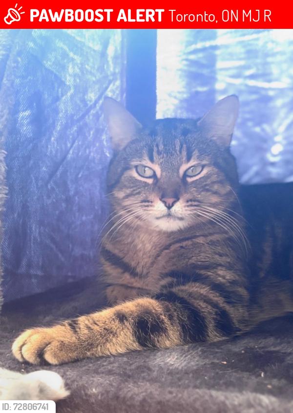 Lost Male Cat last seen Finch & Leslie, Toronto, ON M2J 2R4