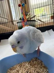 Found/Stray Male Bird last seen Near & Rochester, Royal Oak, MI 48073