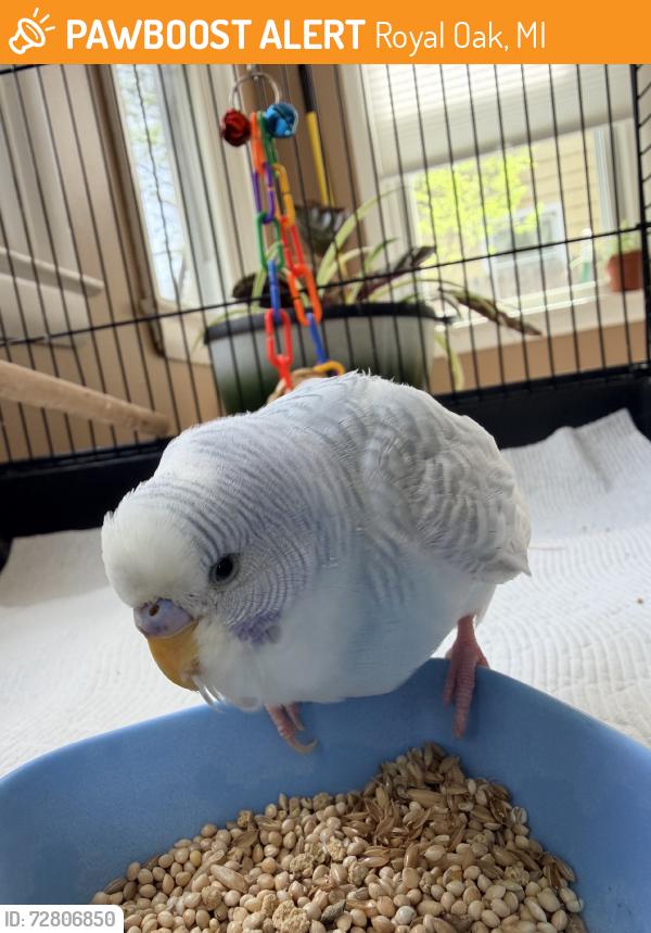 Found/Stray Male Bird last seen Near & Rochester, Royal Oak, MI 48073