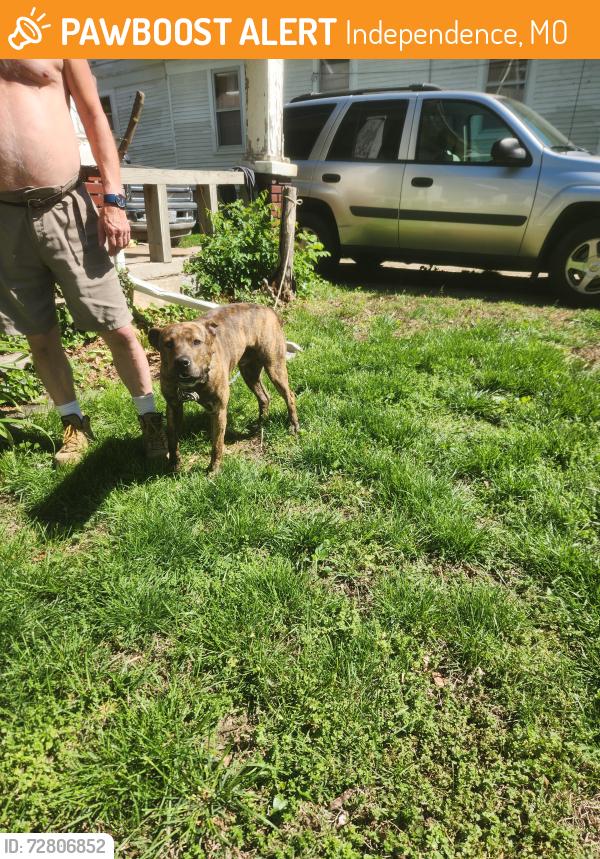 Found/Stray Male Dog last seen Main and moore, Independence, MO 64050