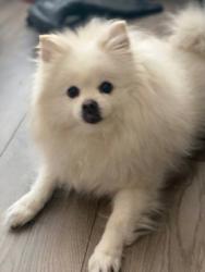 Lost Female Dog last seen Quiet Creek Lane, Diamond Bar, CA 91765
