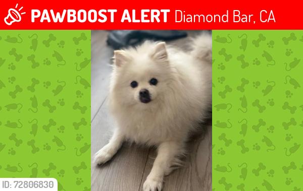 Lost Female Dog last seen Quiet Creek Lane, Diamond Bar, CA 91765