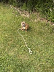 Found/Stray Male Dog last seen Davidson and Stewart’s Ferry Pike in the grass by the training facility, Nashville, TN 37214