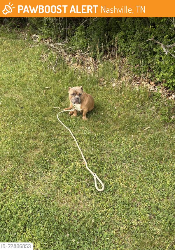 Found/Stray Male Dog last seen Davidson and Stewart’s Ferry Pike in the grass by the training facility, Nashville, TN 37214