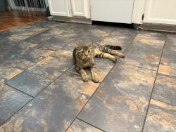 Lost Male Cat last seen Racetrack and burkholder, Henderson, NV 89015