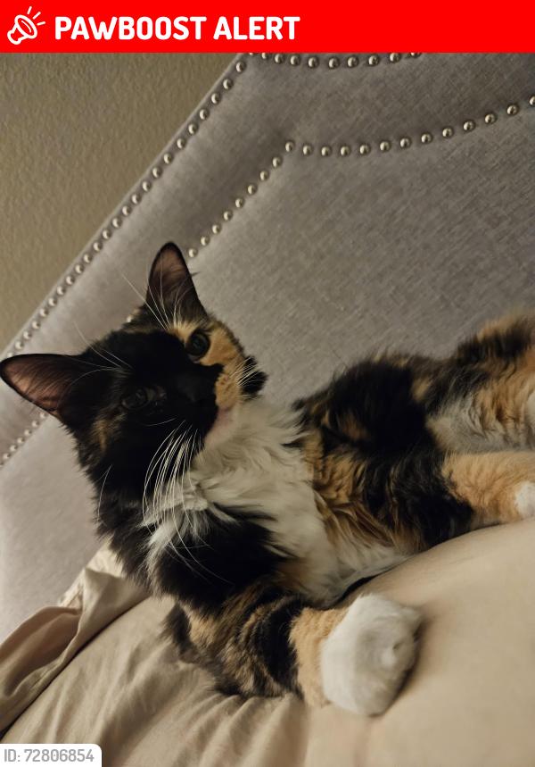 Lost Female Cat last seen Alipaz/ camino del Avion, San Juan Capistrano, CA 92675