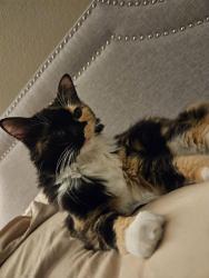 Lost Female Cat last seen Alipaz/ camino del Avion, San Juan Capistrano, CA 92675