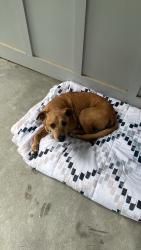 Found/Stray Female Dog last seen Argo rd , Conroe, TX 77301