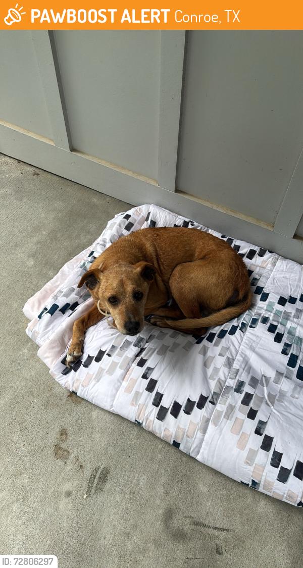 Found/Stray Female Dog last seen Argo rd , Conroe, TX 77301