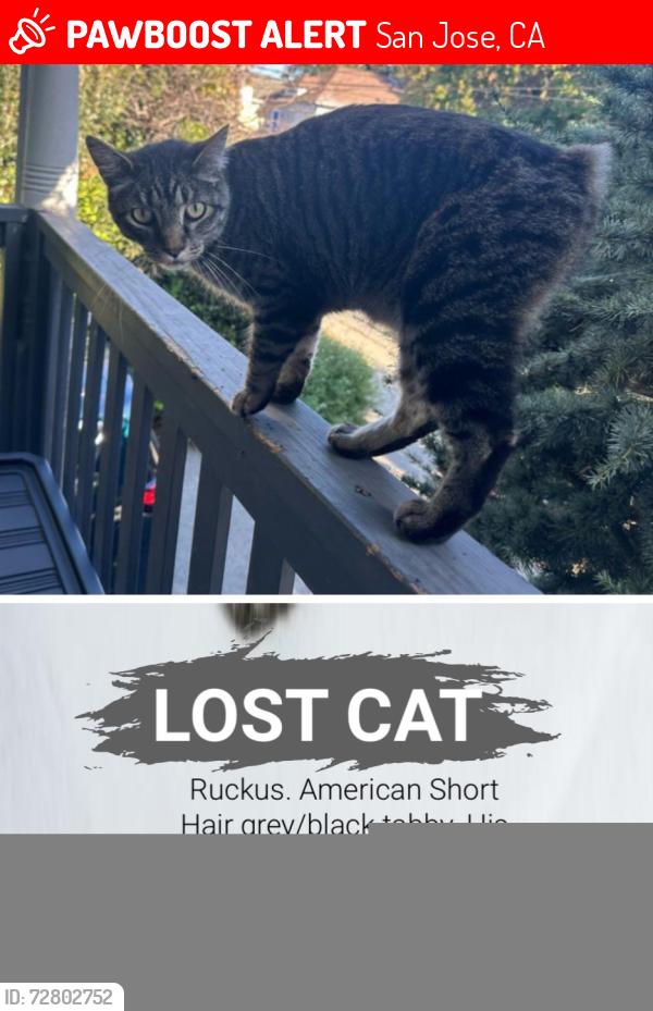 Lost Male Cat last seen Halleck Dr., Summerbrook Ln., Santa Teresa Blvd., San Jose, CA 95123