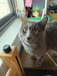 Found/Stray Male Cat last seen Best st. Near Martin Luther King Jr. Park , Buffalo, NY 14202