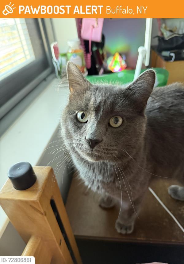Found/Stray Male Cat last seen Best st. Near Martin Luther King Jr. Park , Buffalo, NY 14202