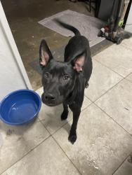 Found/Stray Male Dog last seen SE corner of Pied Piper Park, Oklahoma City, OK 73114