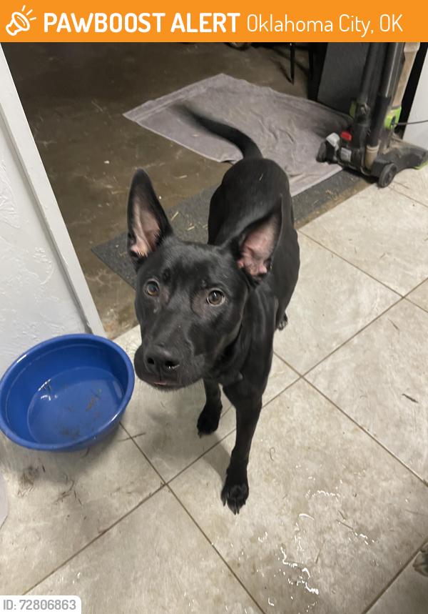 Found/Stray Male Dog last seen SE corner of Pied Piper Park, Oklahoma City, OK 73114