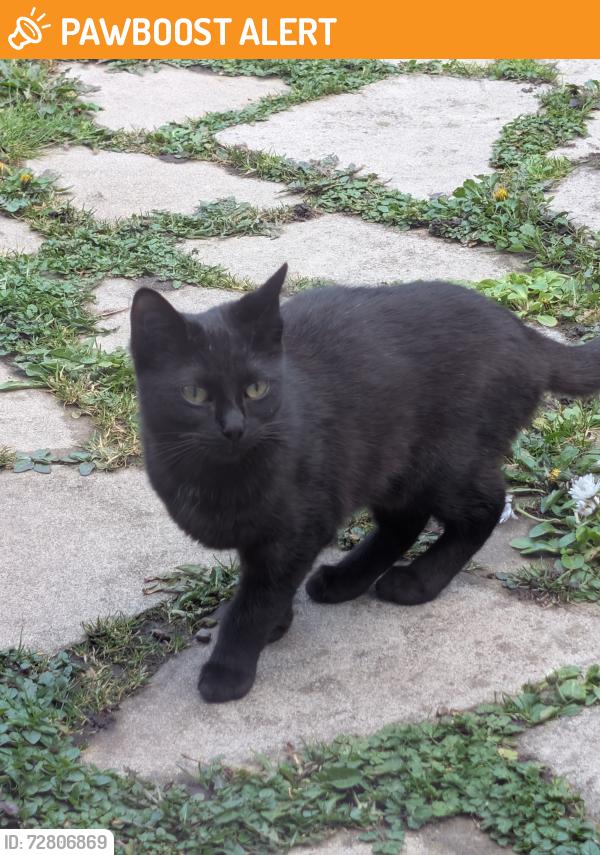 Rehomed Female Cat last seen Layton Road / Collingwood Ave, Blackpool, England FY3