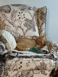 Lost Male Cat last seen Inverness, Aurora, IL 60502