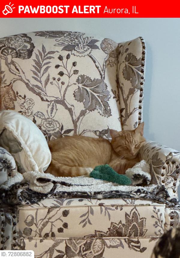 Lost Male Cat last seen Inverness, Aurora, IL 60502