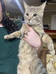 Found/Stray Unknown Cat last seen Portia road , Blythewood, SC 29016
