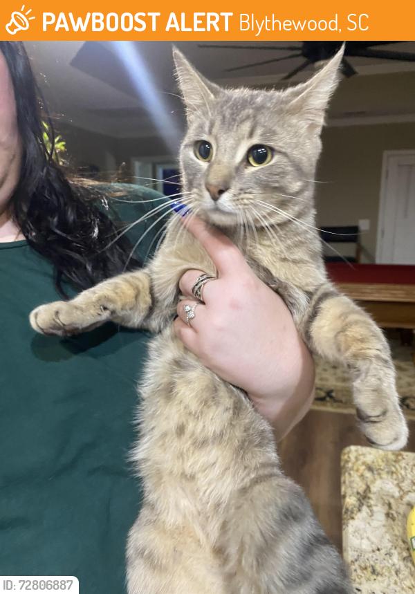 Found/Stray Unknown Cat last seen Portia road , Blythewood, SC 29016