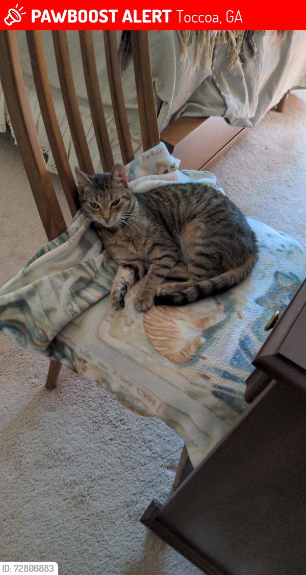 Lost Female Cat last seen Near Lawson Lake Hill, Toccoa, GA 30577, Toccoa, GA 30577