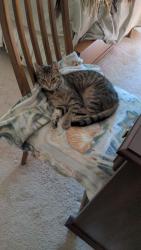 Lost Female Cat last seen Near Lawson Lake Hill, Toccoa, GA 30577, Toccoa, GA 30577