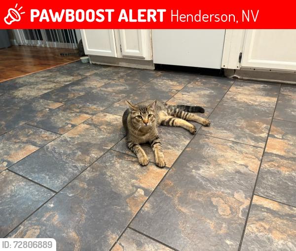 Lost Male Cat last seen Racetrack and Burkholder, Henderson, NV 89015