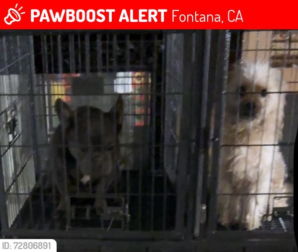 Lost Male Dog last seen Citrus , Fontana, CA 92337