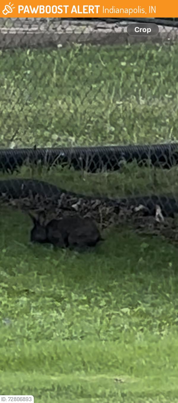 Found/Stray Unknown Rabbit last seen Thompson and Franklin, Indianapolis, IN 46239