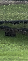 Found/Stray Unknown Rabbit last seen Thompson and Franklin, Indianapolis, IN 46239