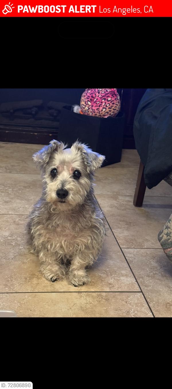 Lost Female Dog last seen Compton Ave & Firestone Blvd , Los Angeles, CA 90001