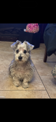 Lost Female Dog last seen Compton Ave & Firestone Blvd , Los Angeles, CA 90001
