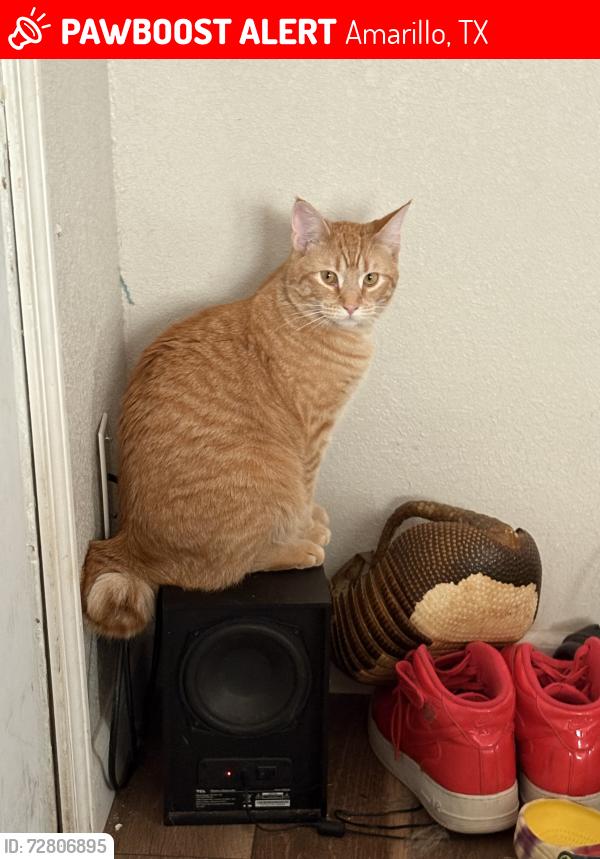 Lost Male Cat last seen South Washington Street, Amarillo, TX 79110