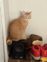 Lost Male Cat last seen South Washington Street, Amarillo, TX 79110