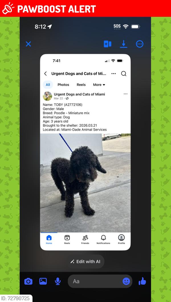 Lost Male Dog last seen FLORIDA CITY 217 AVE, Miami-Dade County, FL 33030