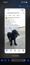 Lost Male Dog last seen FLORIDA CITY 217 AVE, Miami-Dade County, FL 33030