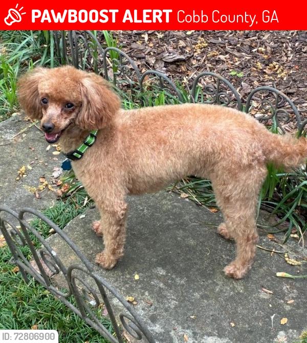 Lost Female Dog last seen Austell Road near Cobb General hosp, Cobb County, GA 30008