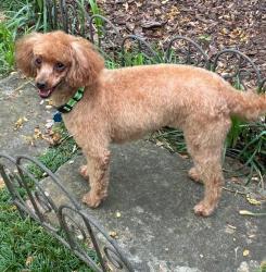 Lost Female Dog last seen Austell Road near Cobb General hosp, Cobb County, GA 30008