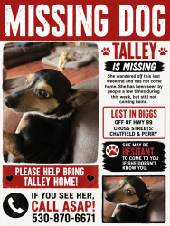 Lost Female Dog last seen CHATTFIELD, Biggs, CA 95917