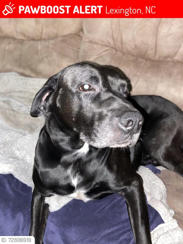 Lost Male Dog last seen By the church on Jim Bell Road in Lexington , Lexington, NC 27292