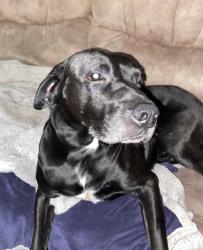 Lost Male Dog last seen By the church on Jim Bell Road in Lexington , Lexington, NC 27292