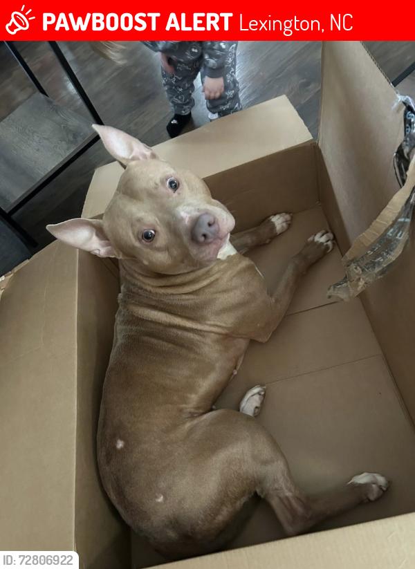 Lost Male Dog last seen Church on Jim Bell Road in Lexington, Lexington, NC 27292