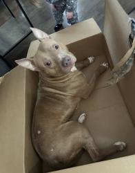 Lost Male Dog last seen Church on Jim Bell Road in Lexington, Lexington, NC 27292